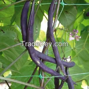 cucumber Pea & bean plant support netting
