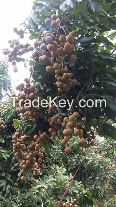 Fresh longan