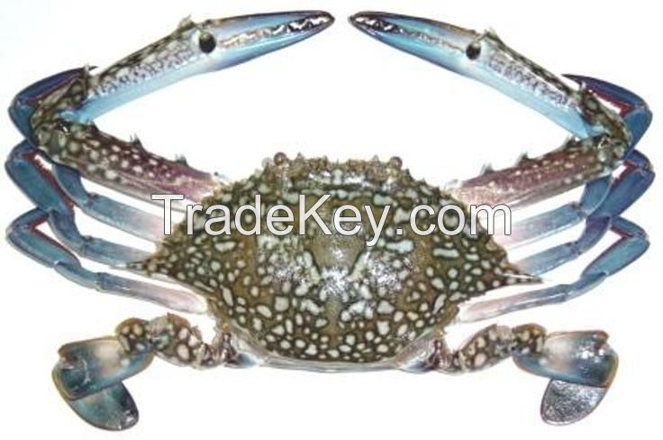 Blue Swimming Crab