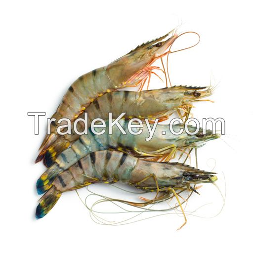 Live lobsters &amp;amp; Shrimps