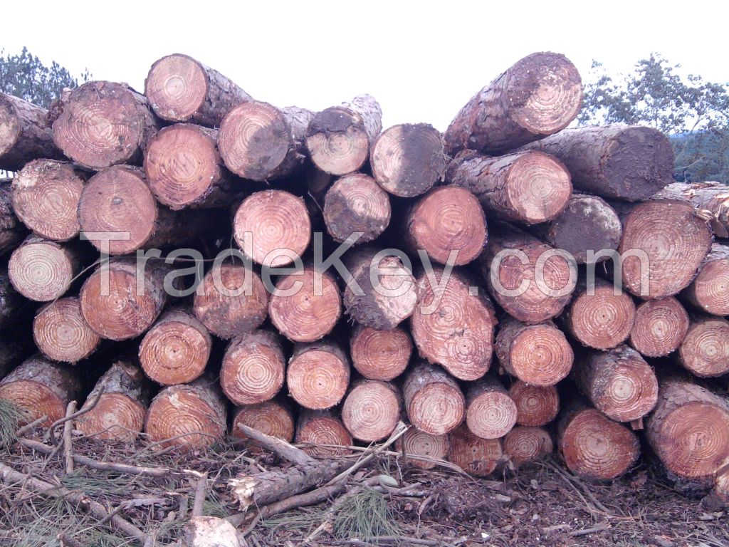 Export Wood logs, pine and eucalyptus