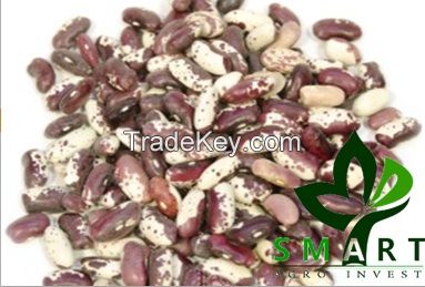 Smart Agro Invest LLC : White Kidney Beans  &amp;quot;Swallow&amp;quot;  from Ukraine