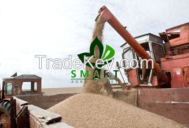 Smart Agro Invest OFFER for wheat bran