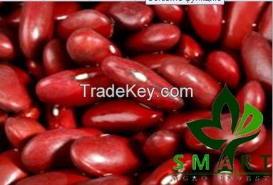 Smart Agro Invest LLC : Kidney Beans "Color Bean"  from Ukraine