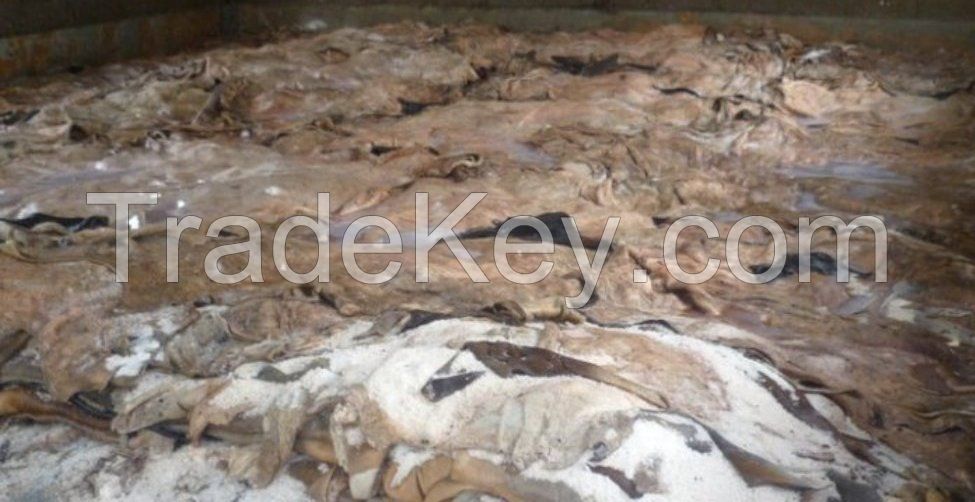 dry hides and salted skin