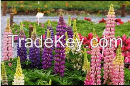 FREE SHIPPING 100 Beautiful Varieties colour mixture Manyleaves lupin