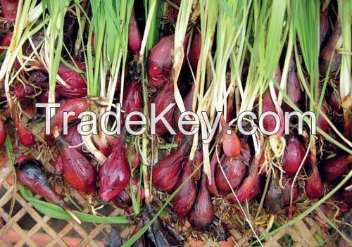 Dayak Onion (Eleutherine palmifolia (L.) Merr)