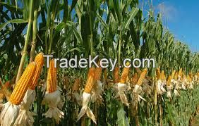 Corn