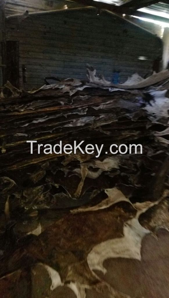 Dry salted Donkey Hide