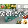 fruit grading machine with auto feeder