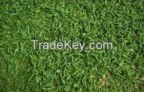 Kenya Green Tea And Black Tea For Sale