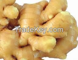 Fresh Ginger Available For Sale & Export