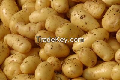 Fresh Irish Potatoes For Sale & Export