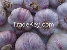 Export Quality Dry Garlic Available For Sale