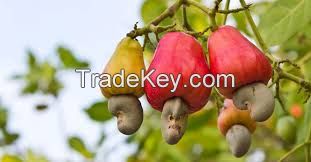 High Quality Rew Cashew Nuts For Sale
