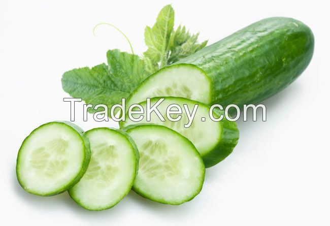 Vietnam Fresh Cucumber