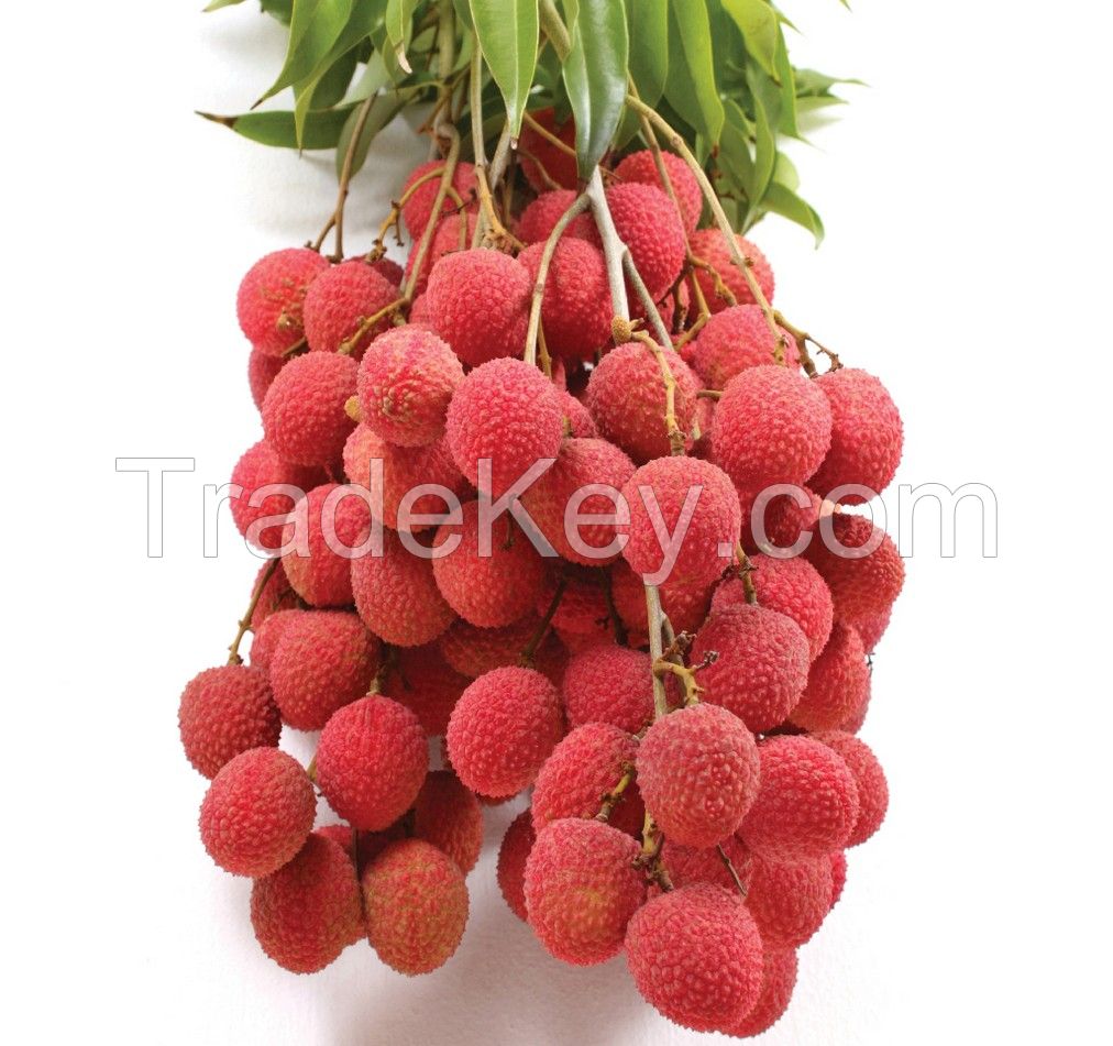 Vietnam fresh Lychee