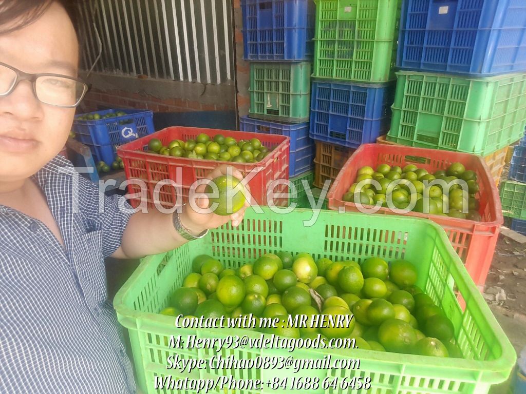 Best Offer for Fresh Lime/Lemon From VietNam