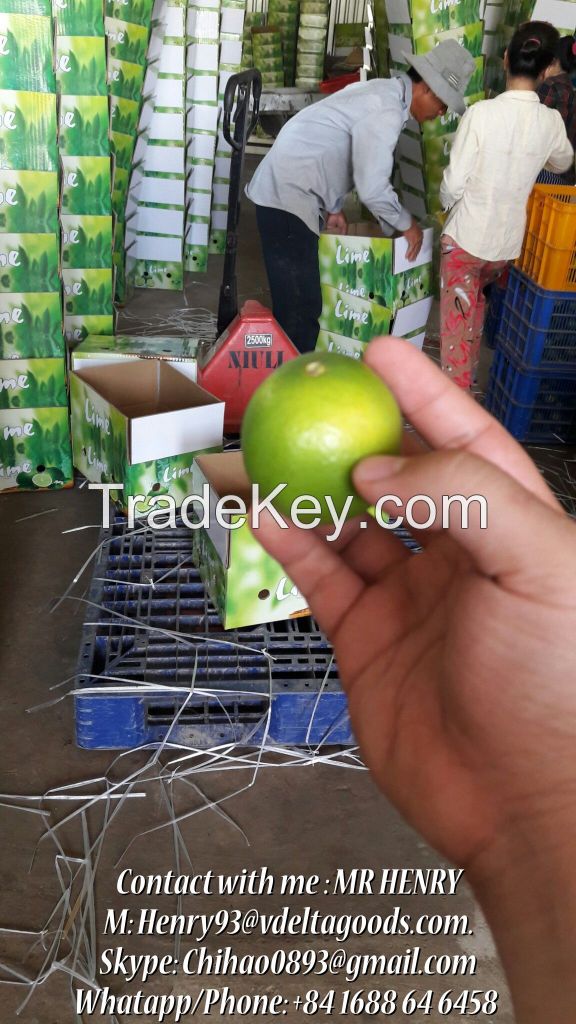 Best Offer for Fresh Lime/Lemon From VietNam