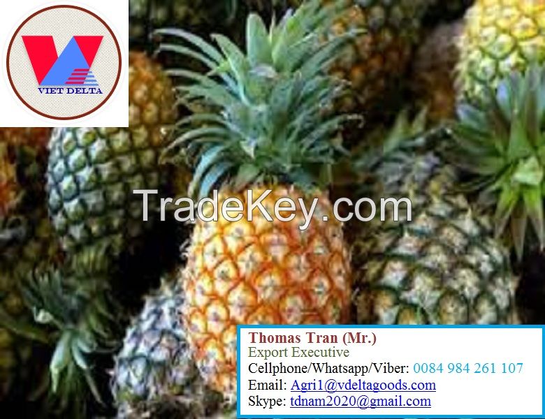 FRESH PINEAPPLE - HIGH QUALITY FROM VIET NAM +84-984261107