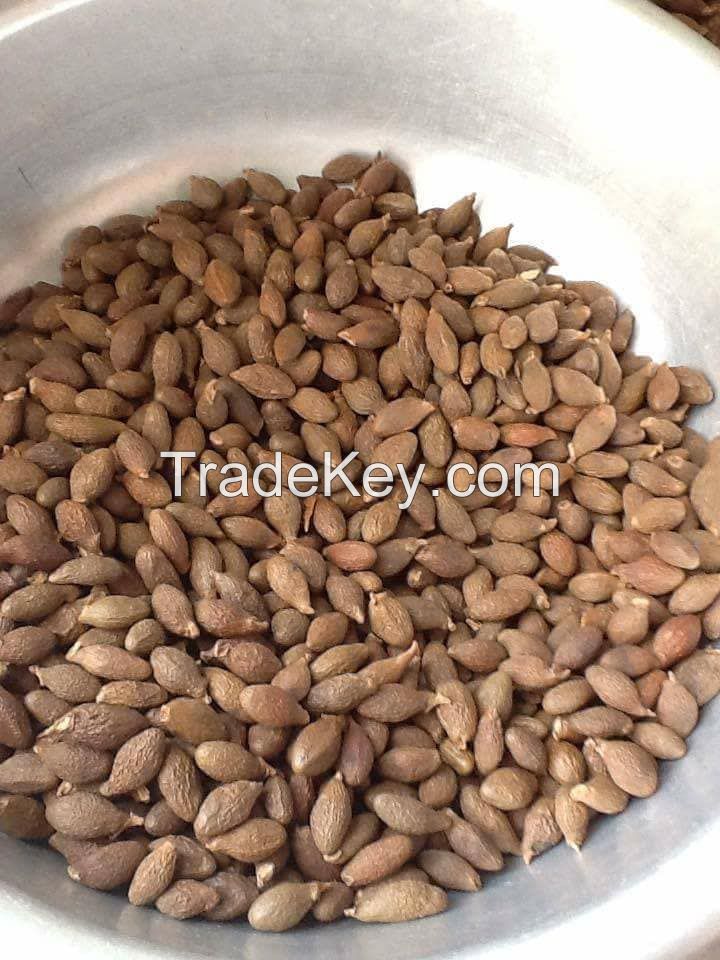 Viet Nam Malva nut for Health/ Skin Beauty (WhatsApp/ Wechat/ Skype +84 1676540581)