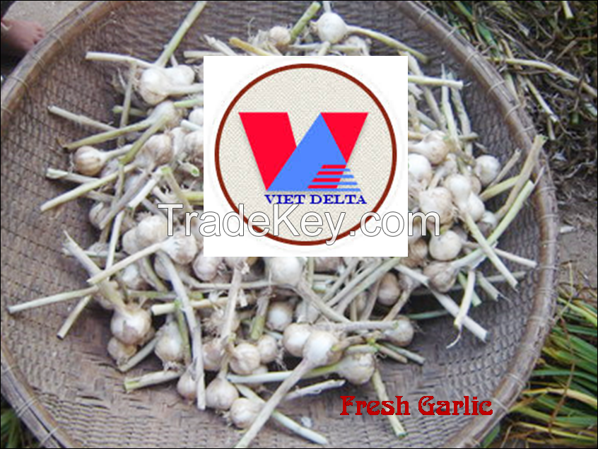 Fresh Garlic orgin from  Ly Son Island