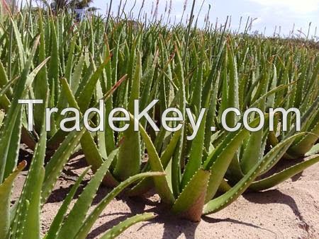 Fresh Aloe Vera Leaf