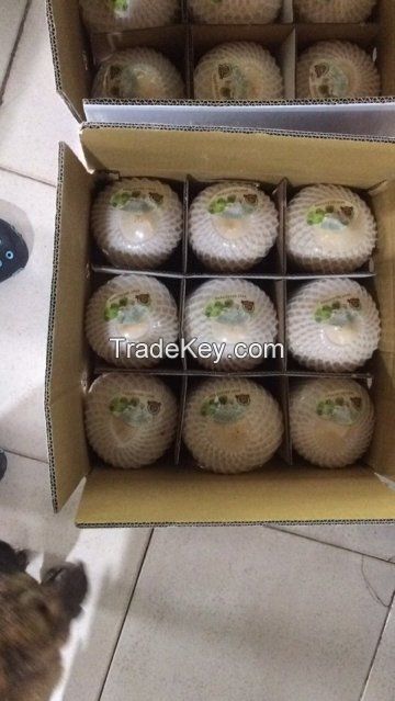 FRESH YOUNG COCONUT - HIGH QUALITY FROM VIETNAM- +84-984261107