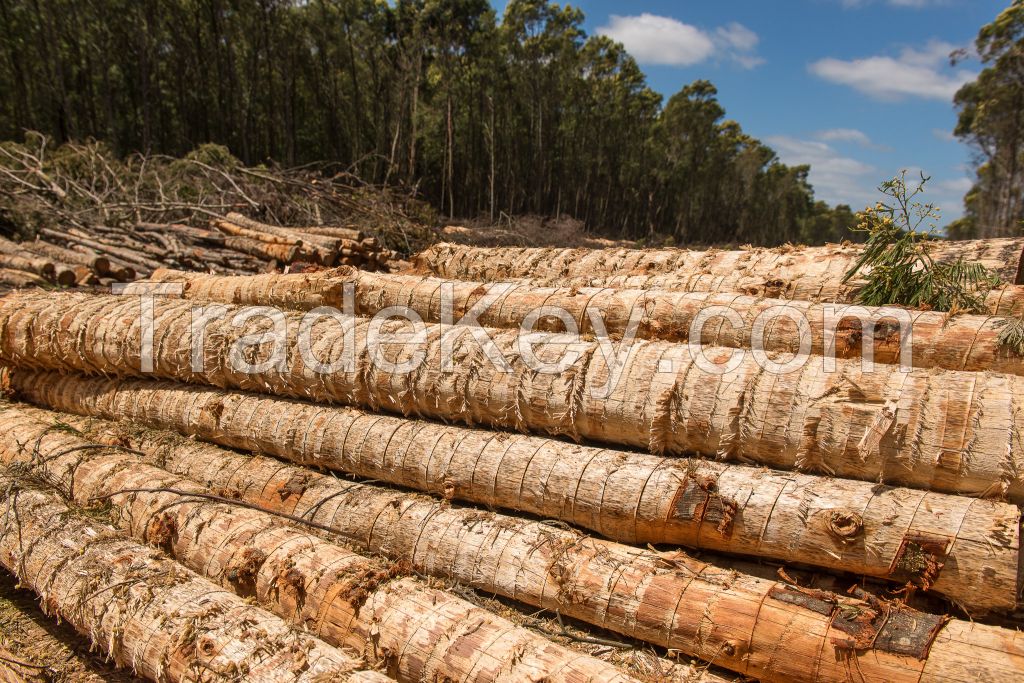 Acacia logs