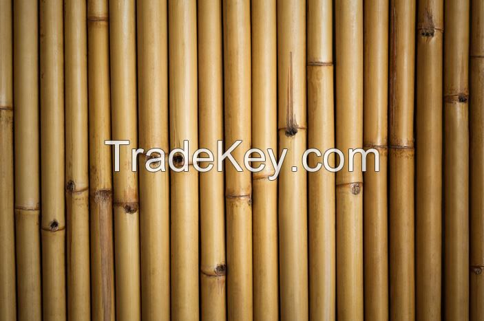 Bamboo