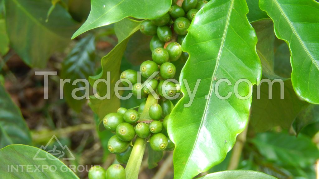 Arabica green coffee beans