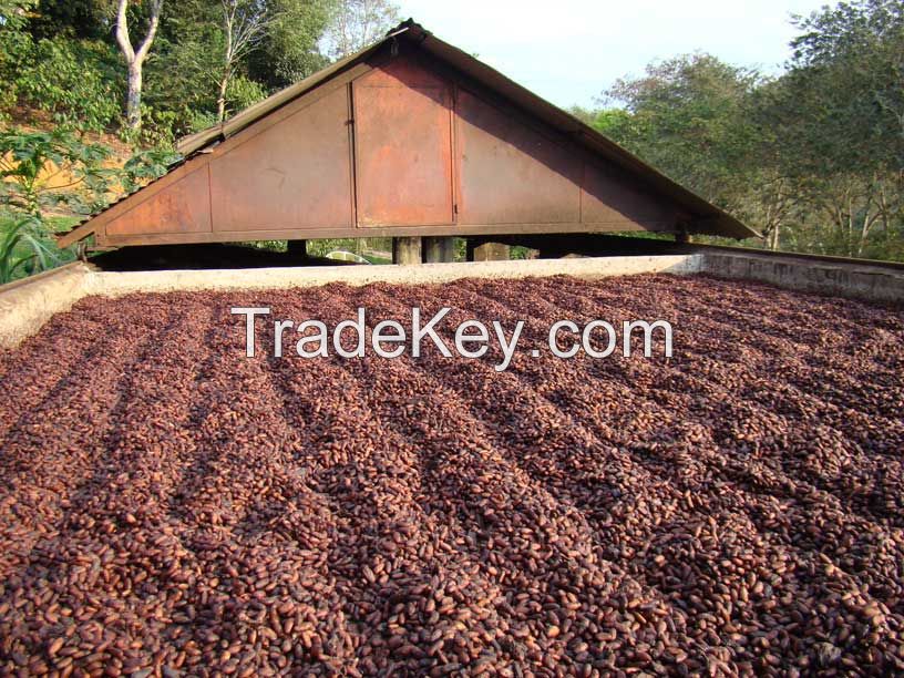 cocoa beans 