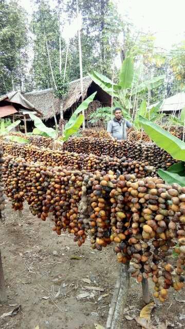 Whole Betel Nut