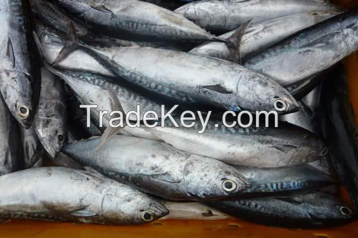Auxis rochei (Bullet Tuna, Bullet Mackerel, Firgate Tuna, Frigate Mackerel, Frigate Tuna, Long Corseletted Frigate Mackerel, Bullet-tuna)