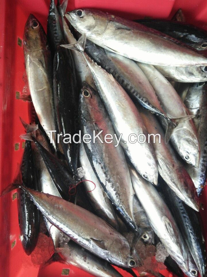Auxis rochei (Bullet Tuna, Bullet Mackerel, Firgate Tuna, Frigate Mackerel, Frigate Tuna, Long Corseletted Frigate Mackerel, Bullet-tuna)