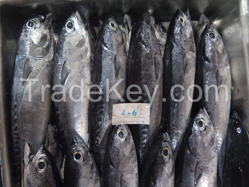 Auxis rochei (Bullet Tuna, Bullet Mackerel, Firgate Tuna, Frigate Mackerel, Frigate Tuna, Long Corseletted Frigate Mackerel, Bullet-tuna)