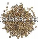 coriander