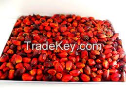 Palm Kernel 