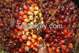 Palm Kernel