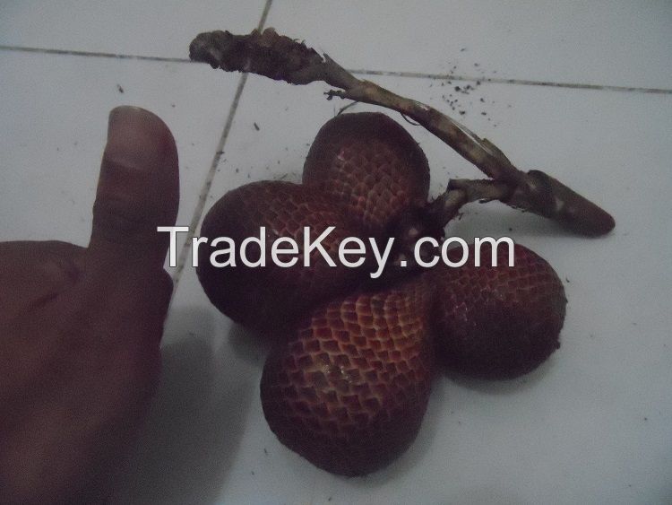 Snake Fruit var Gula Pasir / Salak Gula Pasir / Sugar Salacca