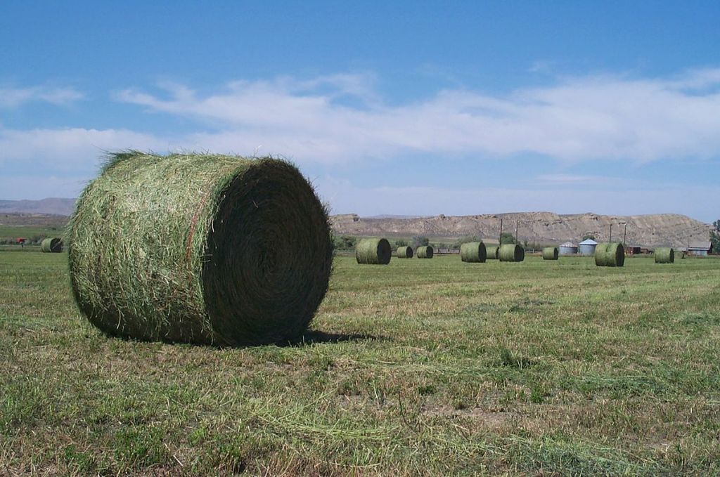 alfalfa (lucerne) animal feed