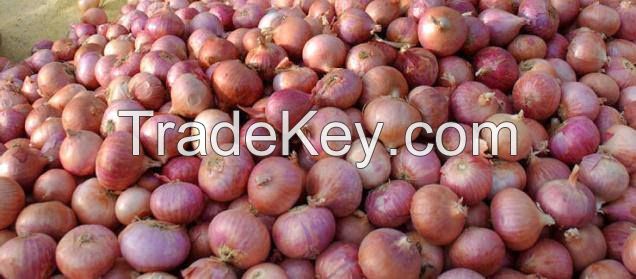 fresh red onion
