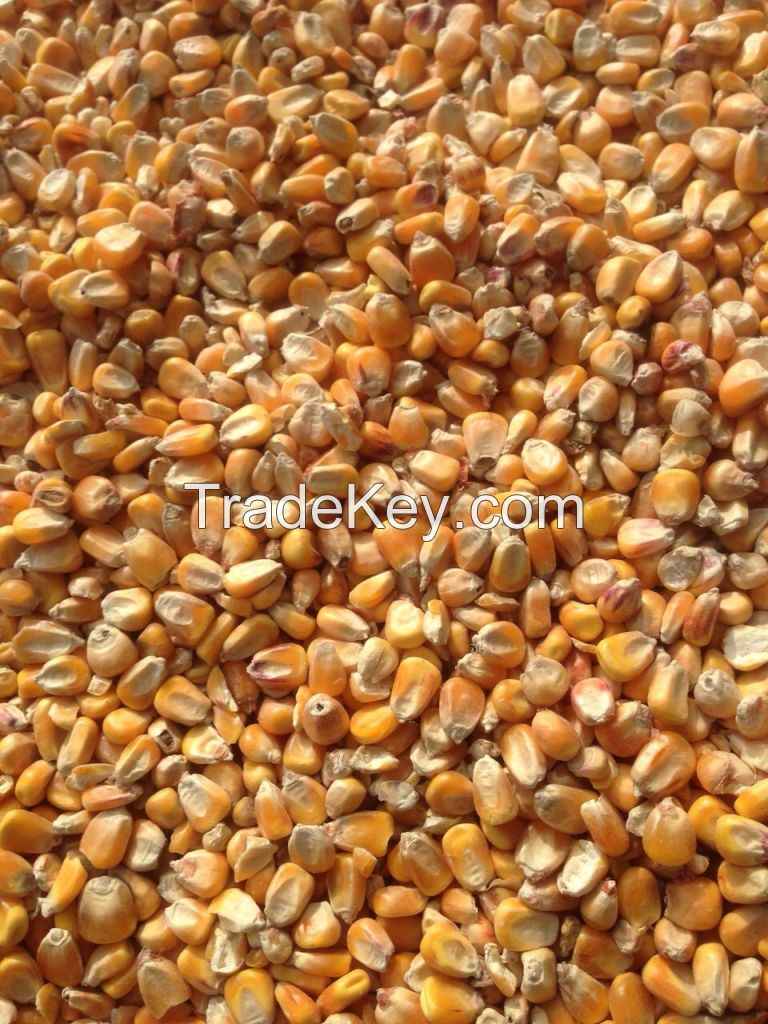 Yellow Corn (Russia Origin)