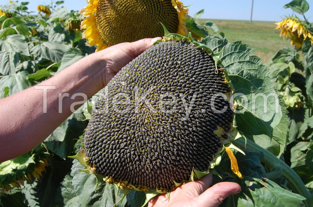 Sunflower Seeds (Russia Origin)