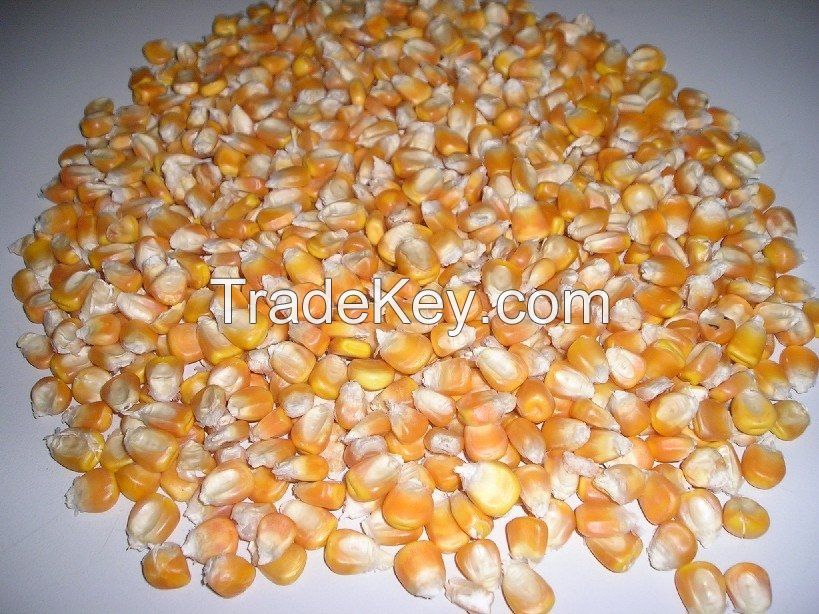 Yellow Corn (Russia Origin)