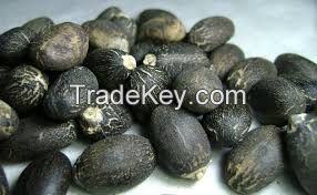 Jotropha seed