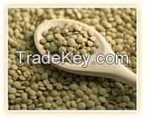 Lentils (Lens Culinaris), Whole Red, Eston, Laird, Richlea, Green, Yellow, & split 