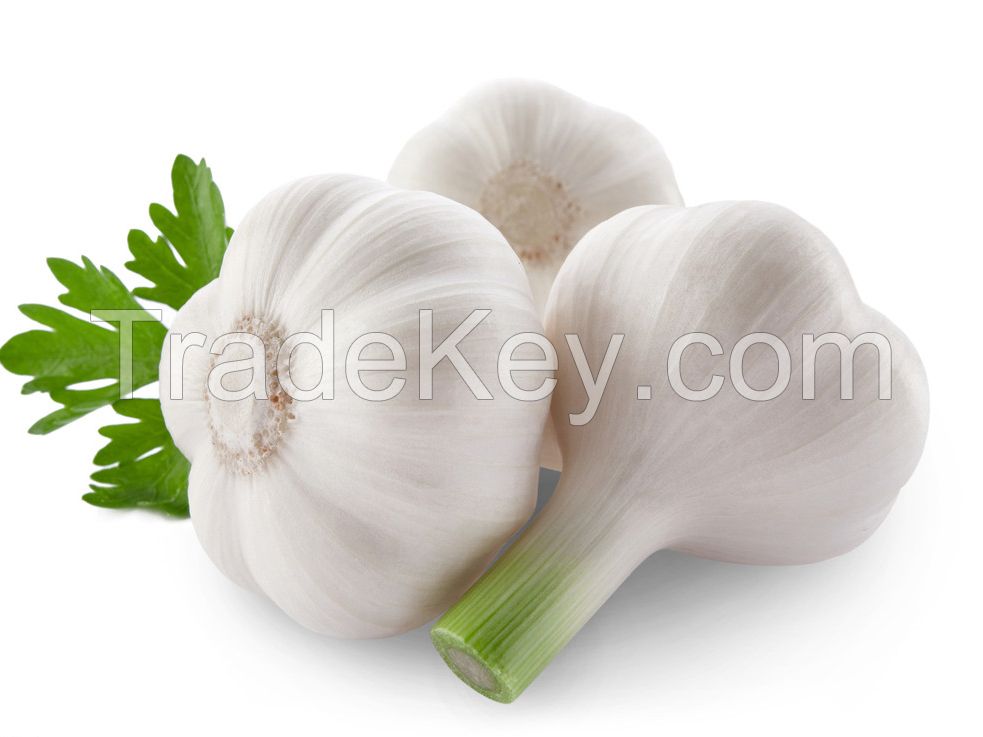 Chinese manufacturer Cima Science Co,. Ltd Supply Garlic Extracts, Garlic Oil, Garlic Powder, Garlic Granular