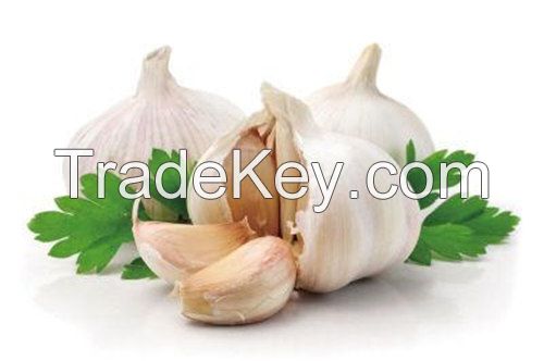 Chinese manufacturer Cima Science Co,. Ltd Supply Garlic Extracts, Garlic Oil, Garlic Powder, Garlic Granular