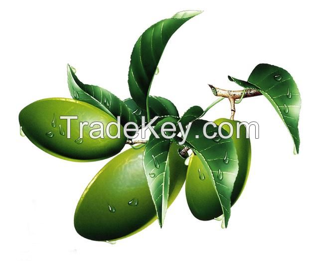 Olive Leaf Extract, Oleuropein, Hydroxytyrosol, Olive Extracts, cas: 32619-42-4